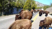 Bison Block Road to Yellowstone