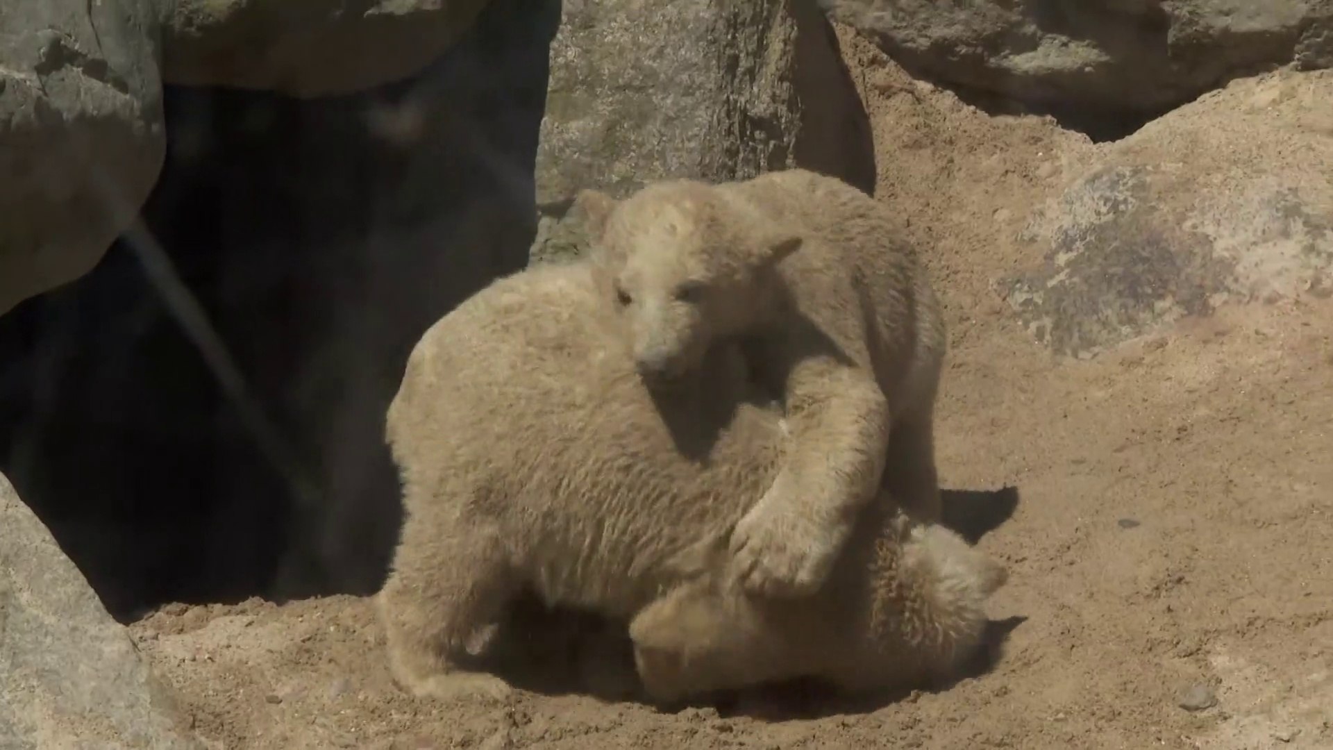 オールボー動物園のイマクとイヌク(May29_2020)