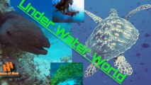 Under Water World - Different Life in water (SEA)