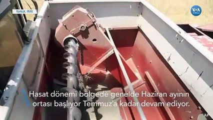 Kerkük’teki Çiftçiler Mahsullerini IŞİD’den Korumak İçin Topluyor