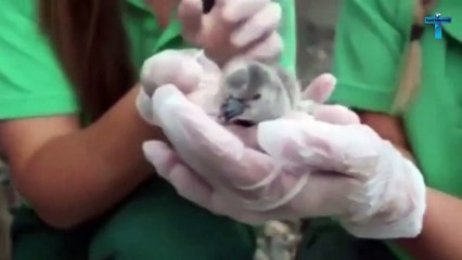 Top 10 Unbelievable Cute Newborn Animals Look Like