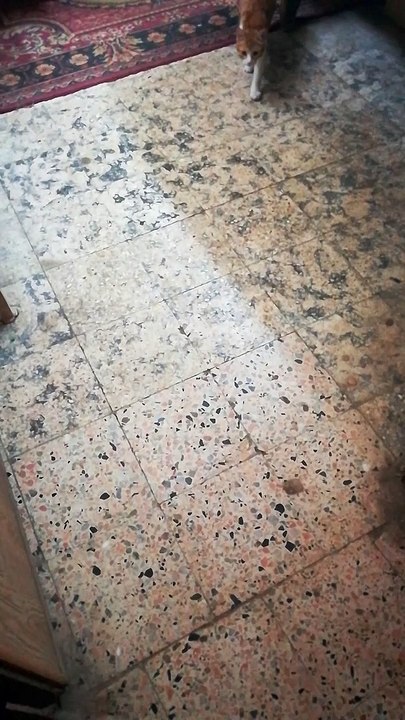 Owner Train Male Kitty With Football