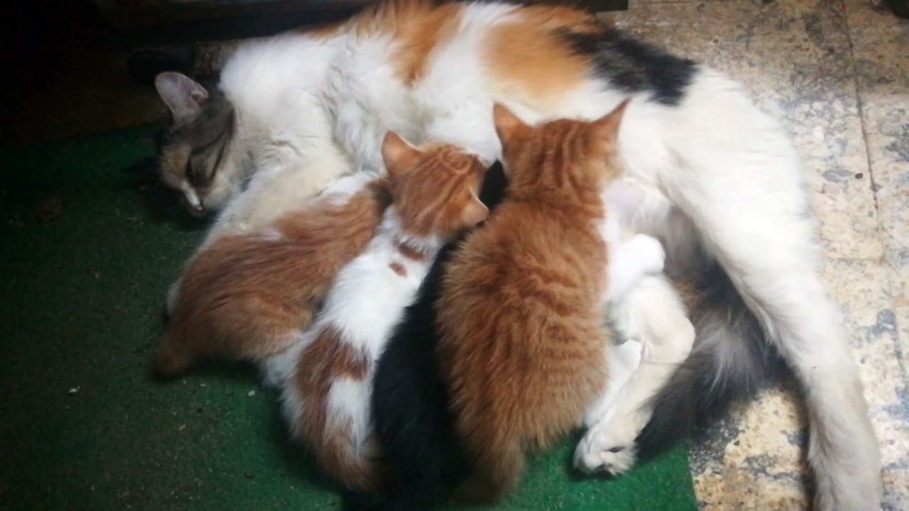 Exhausted Mummy Cat With 4 Twins Kitties