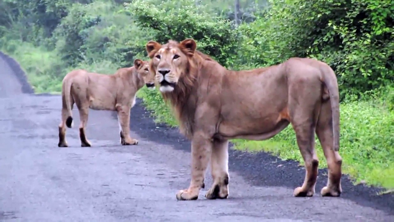 Un motard croise 3 lionnes en balade en pleine route... Belle frayeur