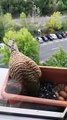 Un faucon a fait son nid et pondu ses oeufs dans la jardinière de sa fenêtre
