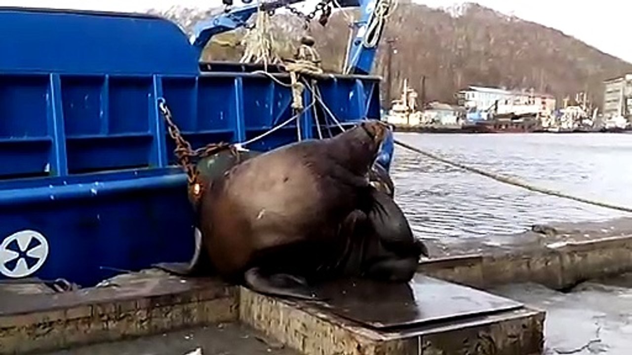 Ce lion de mer se gratte derrière les oreilles... Tellement bon
