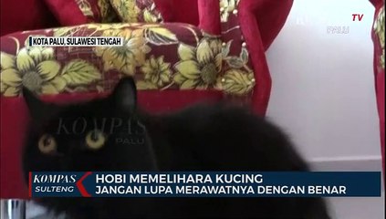 Download Video: HOBI MEMELIHARA KUCING? JANGAN LUPA MERAWATNYA DENGAN BENAR. KUCING HEWAN LUCUH DAN MENGGEMASKAN,...