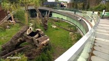 KLIP med dyrene og genåbning i Københavns Zoo | Maj 2020 | Nyhederne | TV2 Danmark