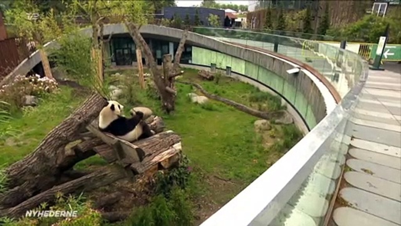 KLIP med dyrene og genåbning i Københavns Zoo | Maj 2020 | Nyhederne | TV2 Danmark