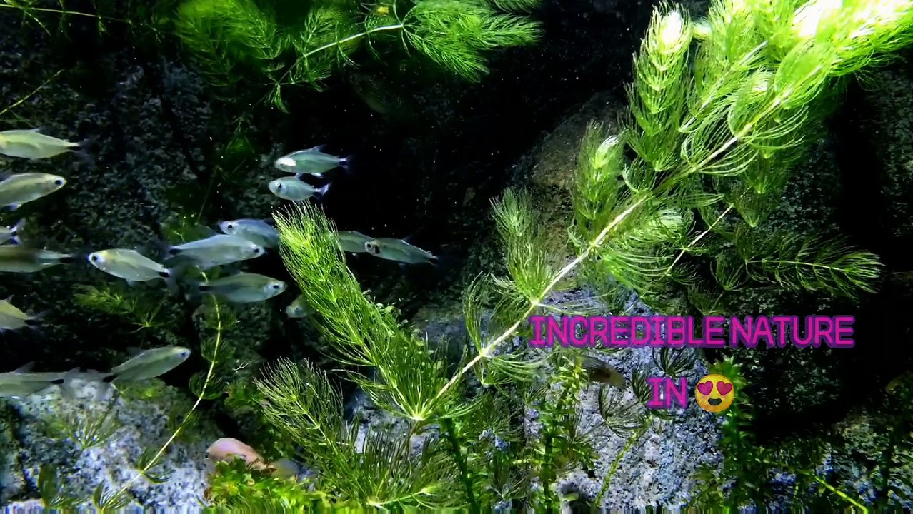 Beautiful Fishes views in natural clean water resources | Amazing fishes in Natural water | प्राकृतिक स्वच्छ जल संसाधनों में सुंदर मछलियां | प्राकृतिक जल में अद्भुत मछलियाँ