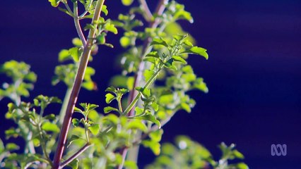 Gardening Australia episode 17 2020