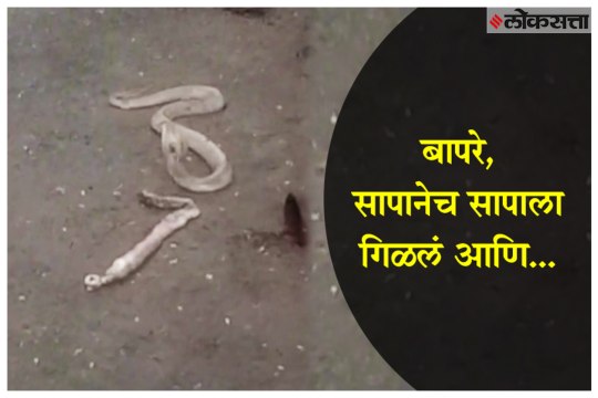 The snake swallowed the snake and...