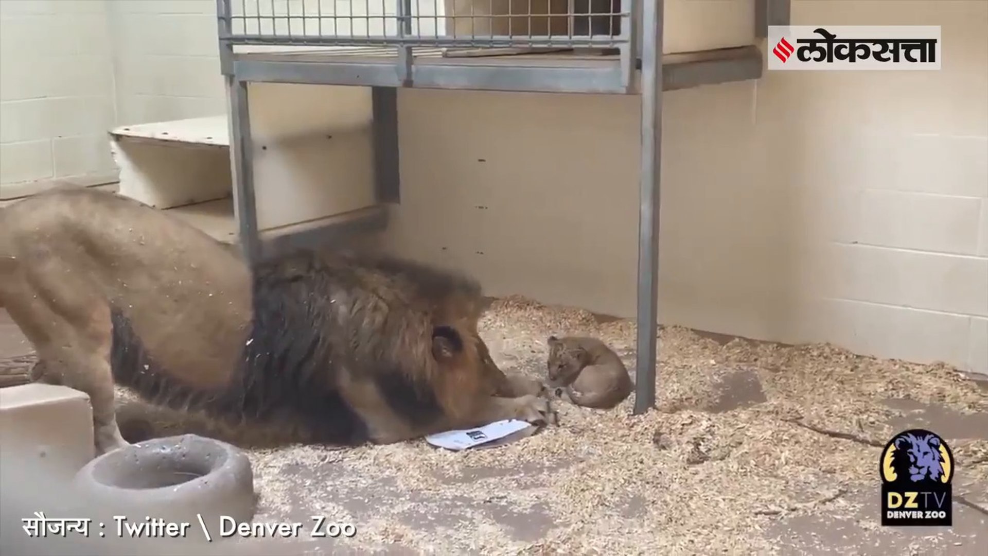 ⁣Watch: Little lion cub in Denver zoo meets his father for the first time