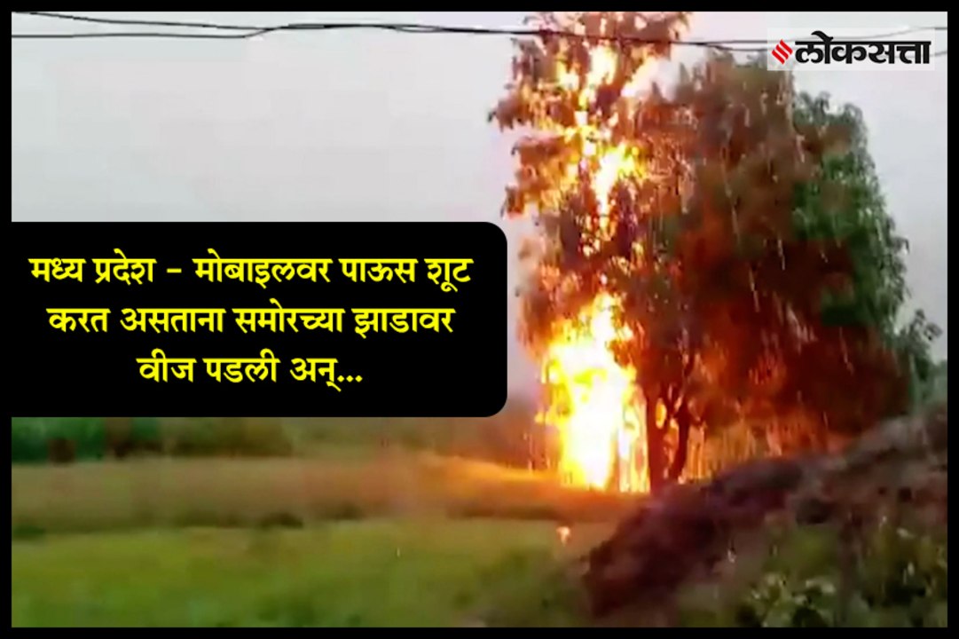 Dramatic moment lightning strikes tree