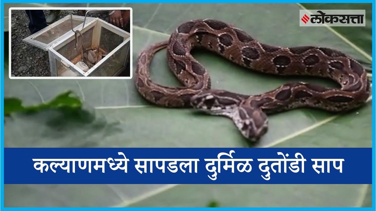 Two face snake in Kalyan
