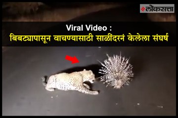 Viral Video : Porcupine defeats leopard