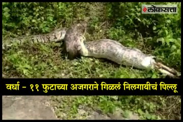 11 feet Python eats Bluebuck in Wardha