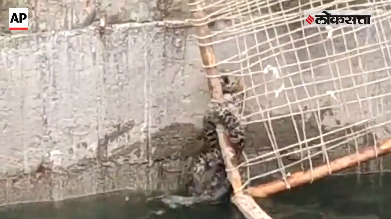 Drowning leopard climbs out of irrigation well using ladder made from cot