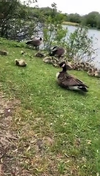 Familles de bernaches