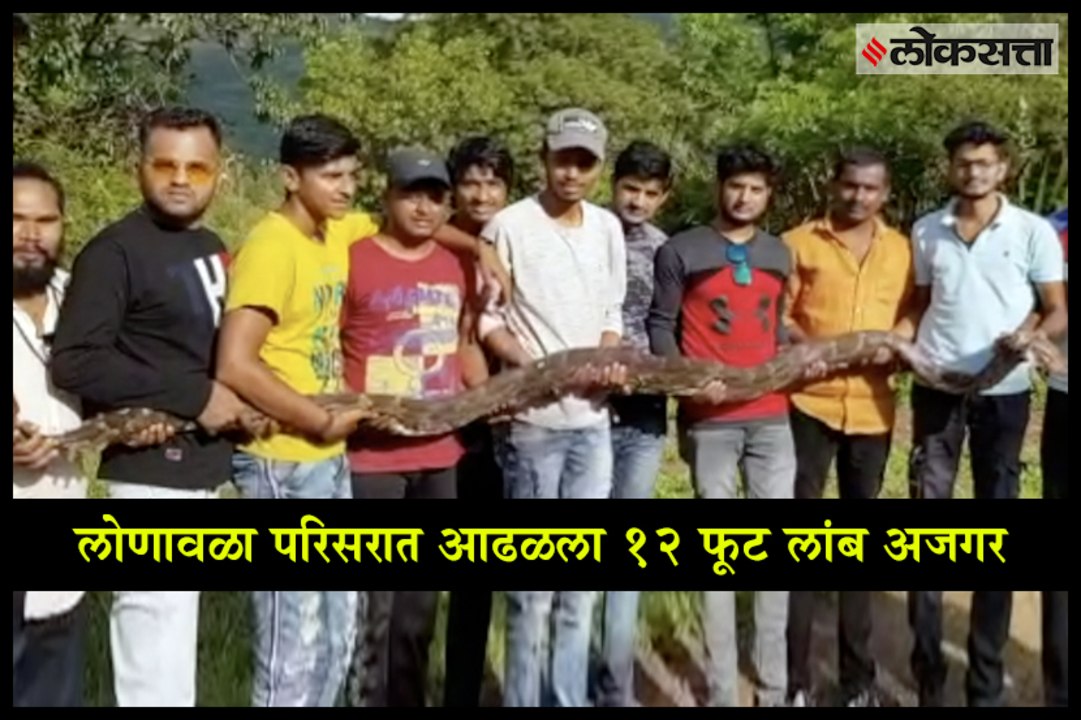 A 12 foot long Python found in the Lonavla