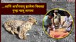 Indian Rescued Help To Get Paralysed Leopard Walking Again