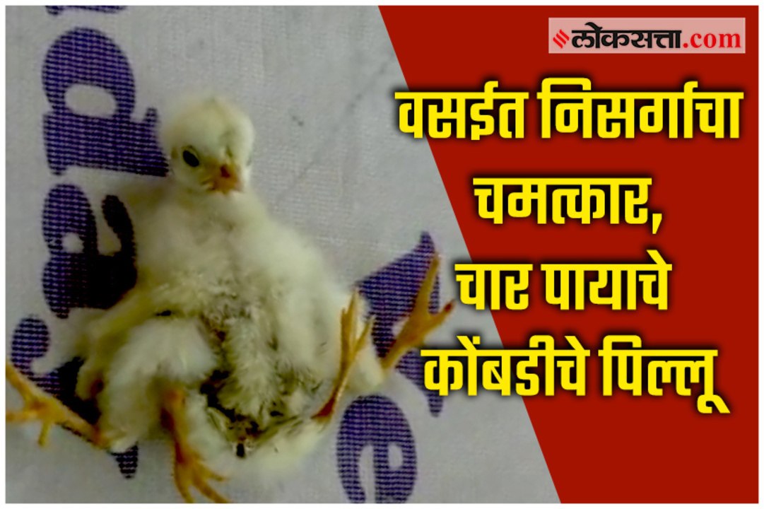 Vasai witnesses natural miracle, chicken with four legs