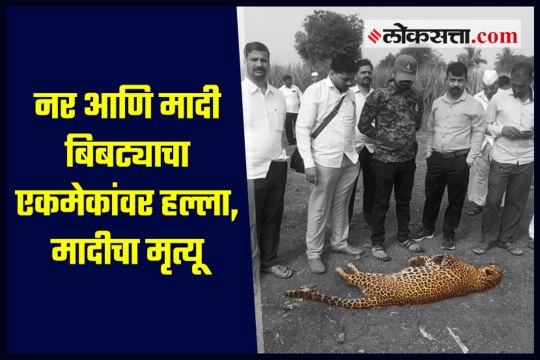 Male and female leopard attack each other, killing a female