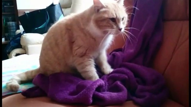 Cat kneading a blanket