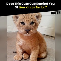 Does This Cute Cub Remind You Of Lion King's Simba?