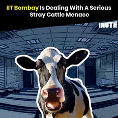 IIT Bombay Is Dealing With A Serious Stray Cattle Menace
