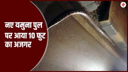 नए यमुना पुल पर आया 10 फुट का अजगर, कड़ी मशक्कत के बाद बाहर निकाला गया