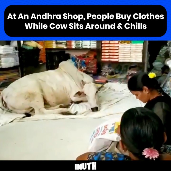 At An Andhra Shop, People Buy Clothes While Cow Sits Around & Chills