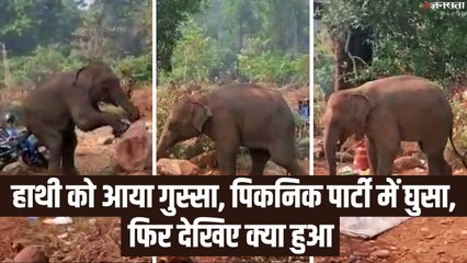 पिकनिक में हाथी ने मचाया उत्पात, पर्यटकों में मची अफरा-तफरी