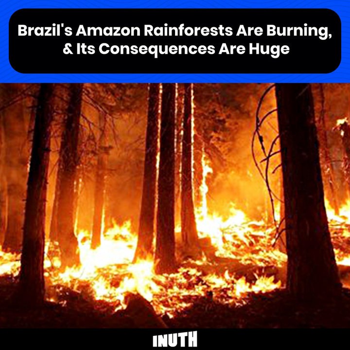 Brazil's Amazon Rainforests Are Burning, & Its...