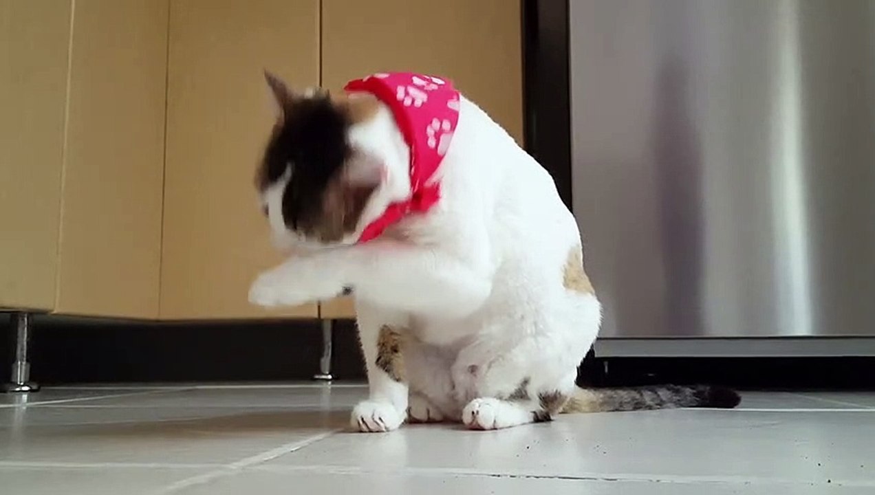 cat video 3