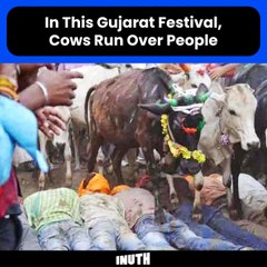 In This Gujarat Festival, Cows Run Over People