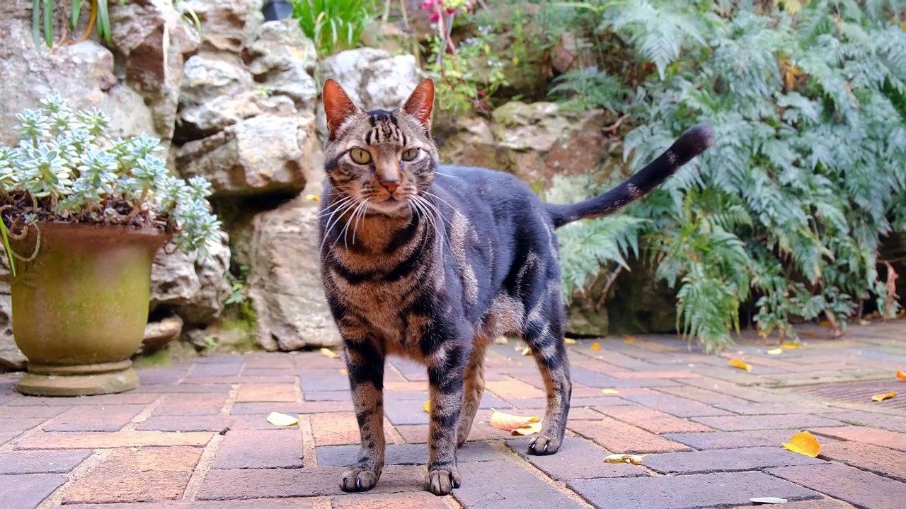 cat video 2