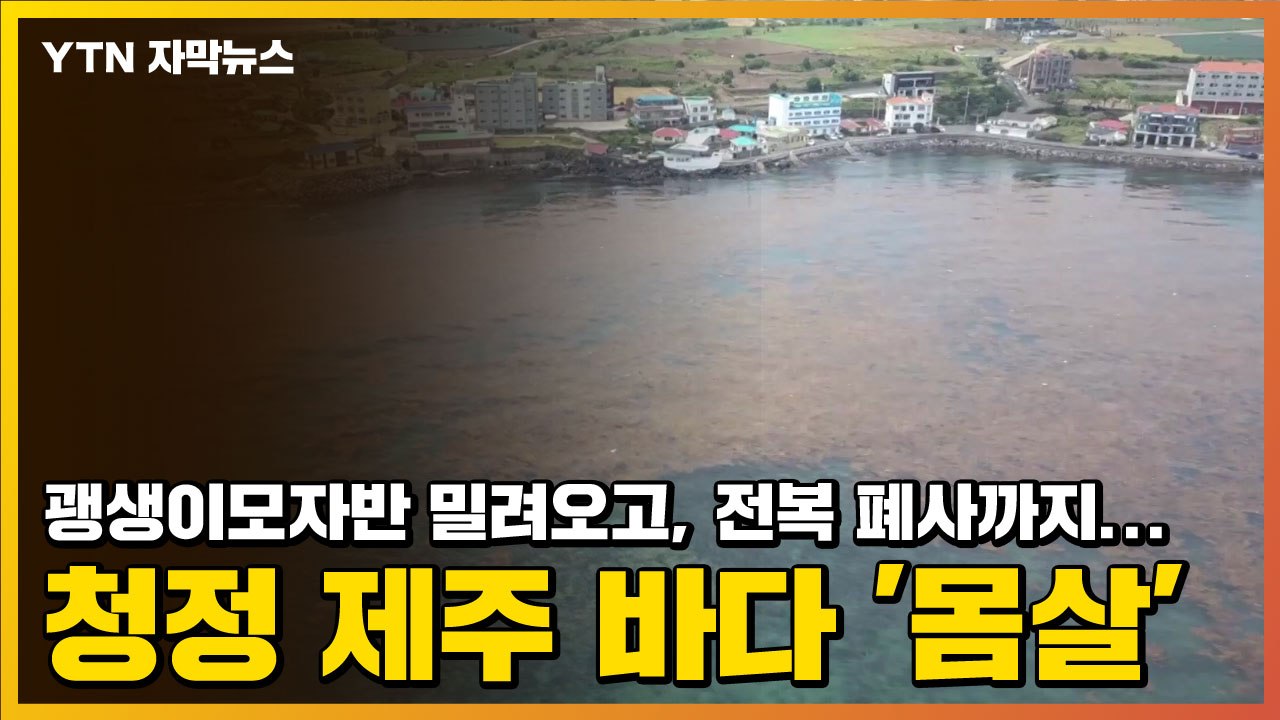 [자막뉴스] 괭생이모자반 밀려오고, 전복 폐사까지...제주 바다 '몸살' / YTN