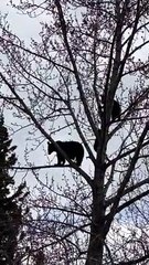 Black Bears Enjoy Family Time in the Treetops