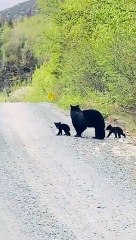 Black Bear Crosses Road With Her Cubs