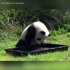 Cute Panda Cub Takes a Tub Break