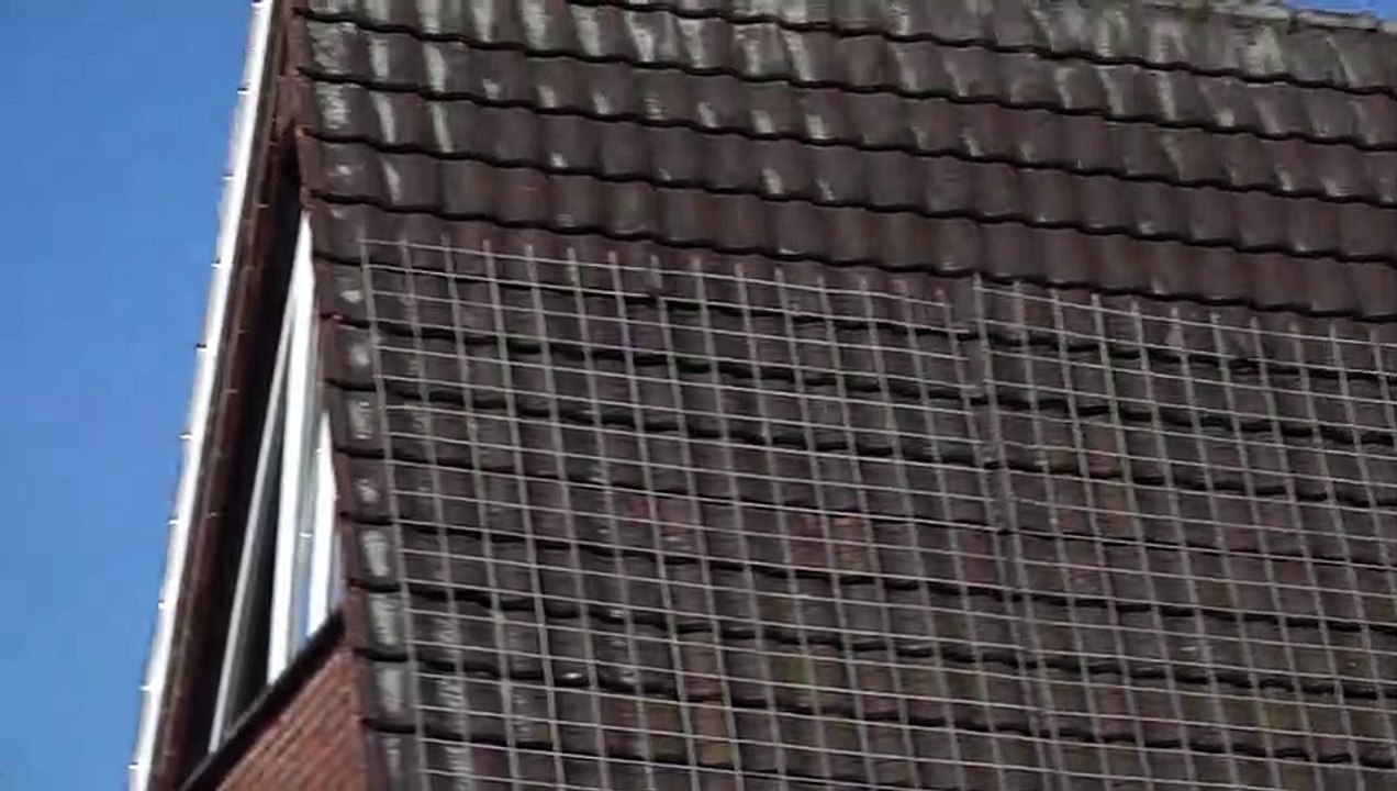 Flying_pigeons