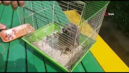 Tekirdağ’da boş arazide Yavru Karaca ve Puhu Kuşu bulundu