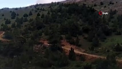 5 yavrusuyla beraber yiyecek arayan anne ayı böyle görüntülendi