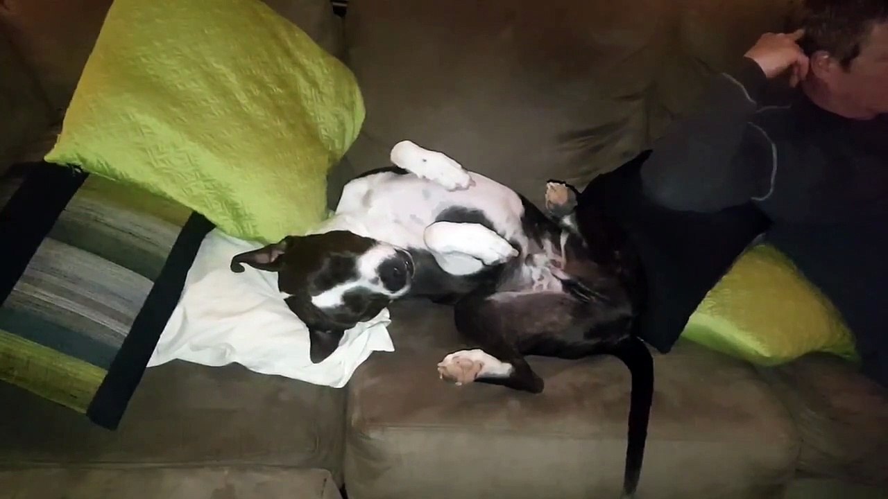 Sometimes Bruno the pitbull takes cuteness to a whole new level!
