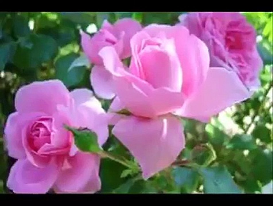 Anareuz Issmail Siwli siwlgham han ghifm Anareuz n wul