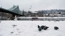 Pigeons On Snow