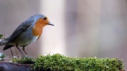 Bird Feeding On Grass
