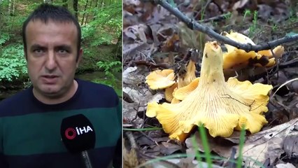 İtalyanlar Türk Malı Makarnanın Ardından Şimdide Türk Mantarına Dadandı