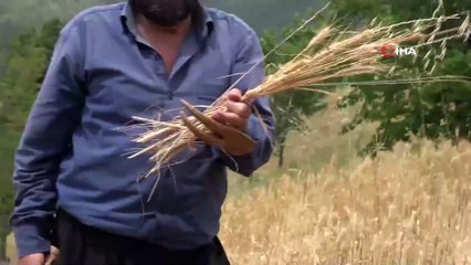 Çiftçiler Orakla Buğday Hasadı Yapıyor